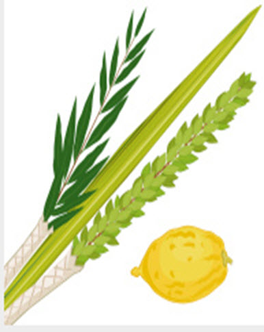 Daily Zohar # 1638 – Zohar Sukkot – The power of the Lulav