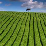 Daily Zohar # 1667 – Chaye Sarah – What is your scent?