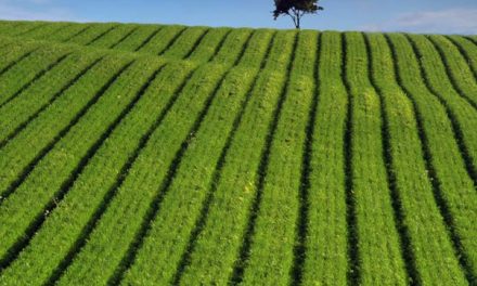 Daily Zohar # 1667 – Chaye Sarah – What is your scent?