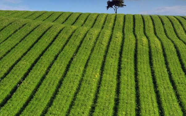 Daily Zohar # 1667 – Chaye Sarah – What is your scent?