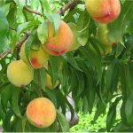 Daily Zohar # 1711 – Shemot – The Zohar is the fruit of the Tree